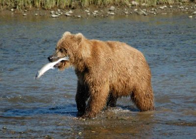 Bear_Alaska_(3)